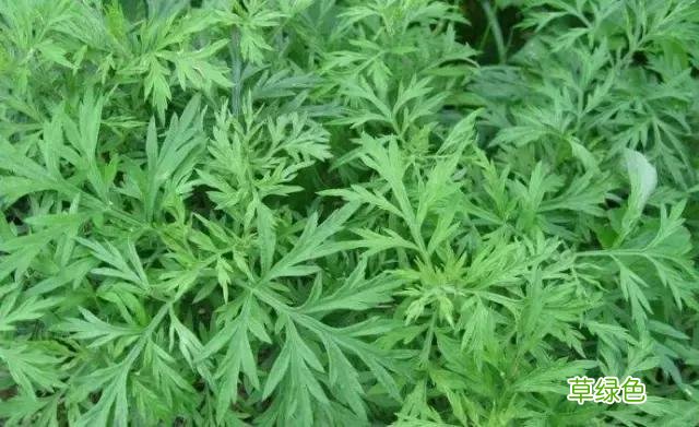 中国成语中的?植物，涨知识啦 萱老字怎么写