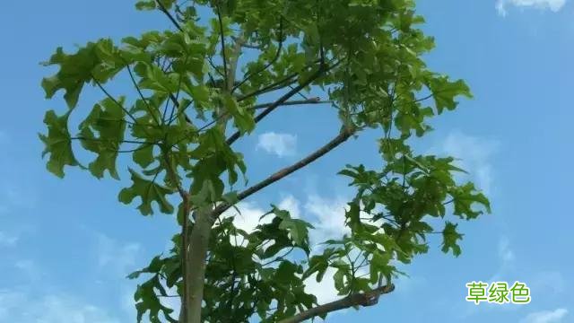 中国成语中的?植物，涨知识啦 萱老字怎么写