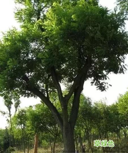 中国成语中的?植物，涨知识啦 萱老字怎么写
