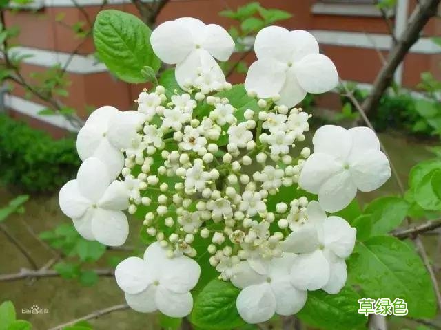 中国成语中的?植物，涨知识啦 萱老字怎么写