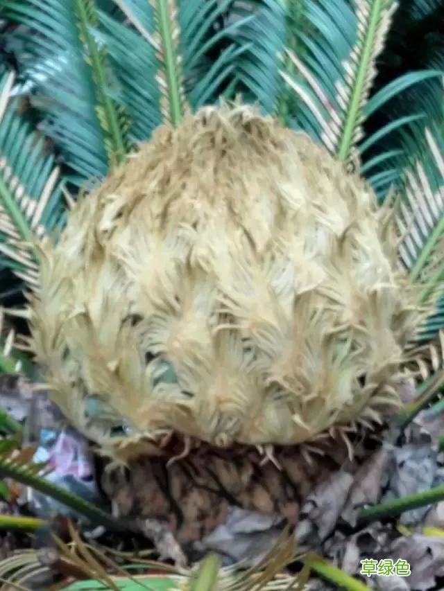中国成语中的?植物，涨知识啦 萱老字怎么写
