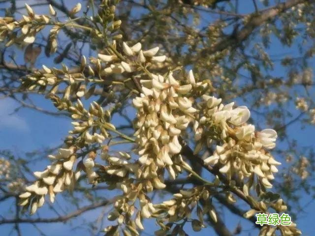 中国成语中的?植物，涨知识啦 萱老字怎么写