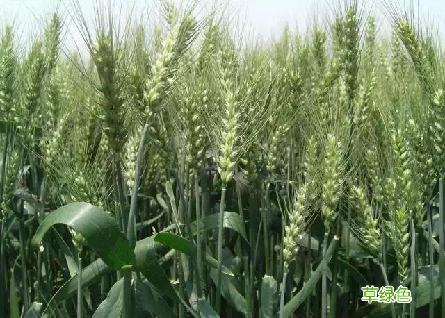 中国成语中的?植物，涨知识啦 萱老字怎么写