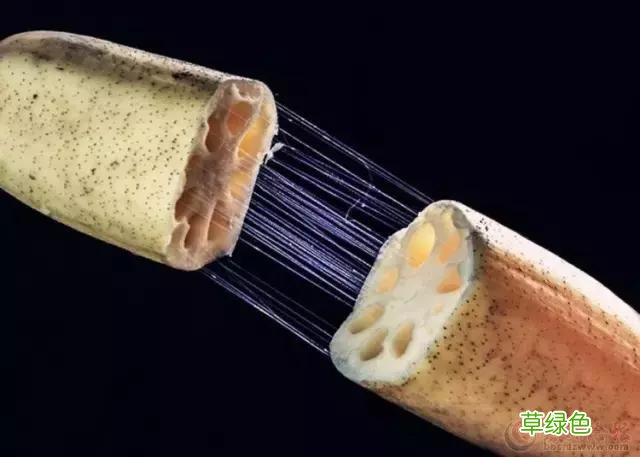 中国成语中的?植物，涨知识啦 萱老字怎么写