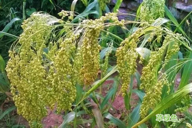 中国成语中的?植物，涨知识啦 萱老字怎么写