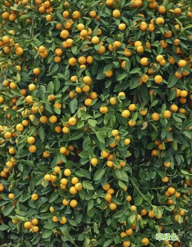 中国成语中的?植物，涨知识啦 萱老字怎么写