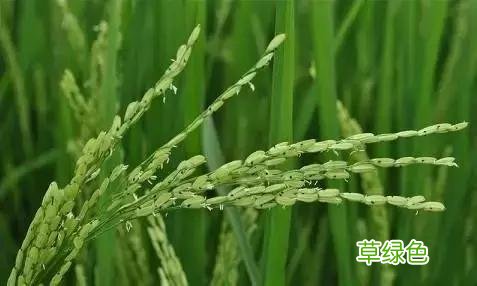中国成语中的?植物，涨知识啦 萱老字怎么写
