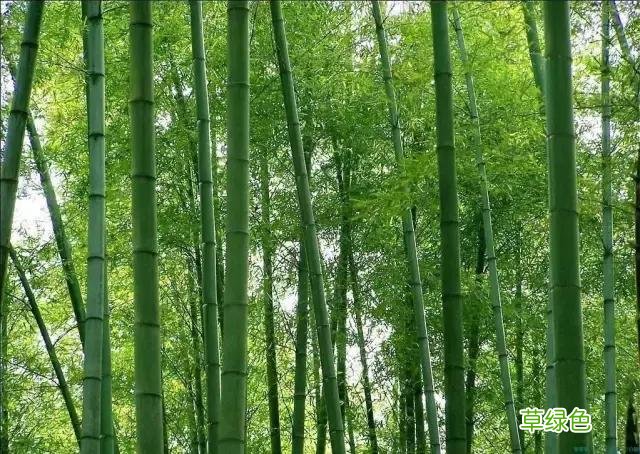 中国成语中的?植物，涨知识啦 萱老字怎么写