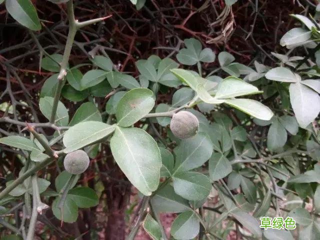 中国成语中的?植物，涨知识啦 萱老字怎么写
