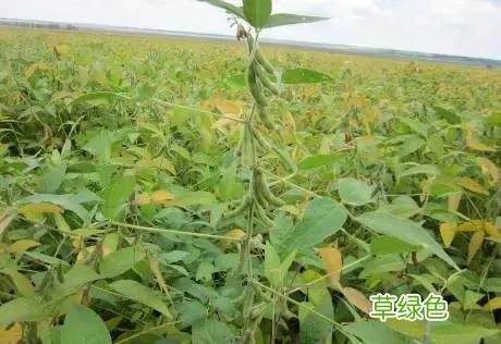 中国成语中的?植物，涨知识啦 萱老字怎么写