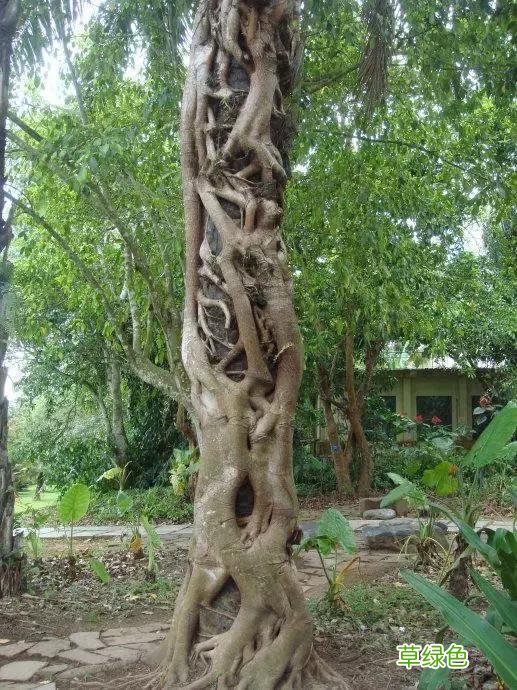 中国成语中的?植物，涨知识啦 萱老字怎么写
