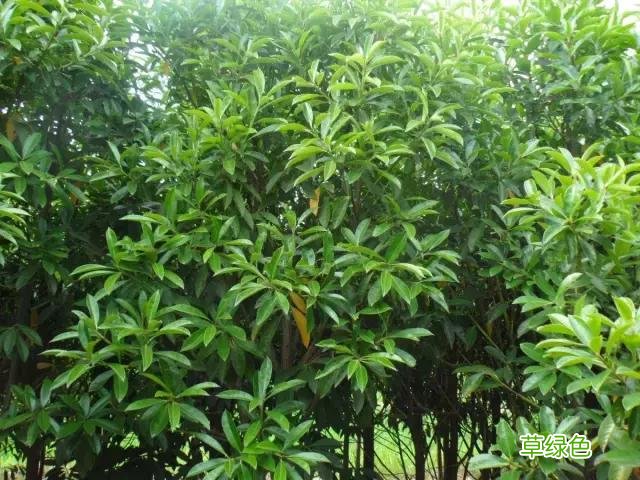 中国成语中的?植物，涨知识啦 萱老字怎么写