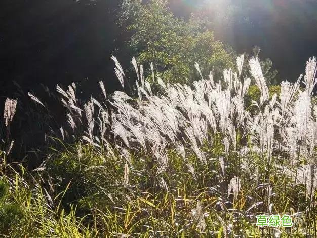 中国成语中的?植物，涨知识啦 萱老字怎么写
