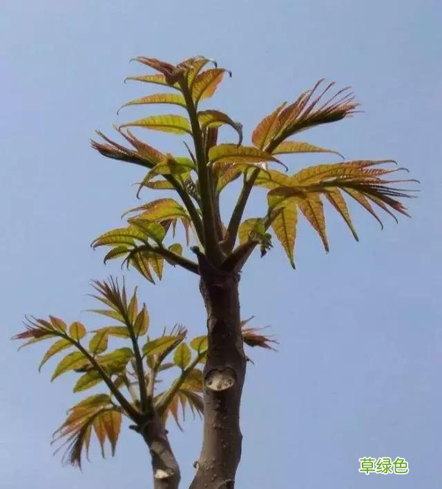 中国成语中的?植物，涨知识啦 萱老字怎么写