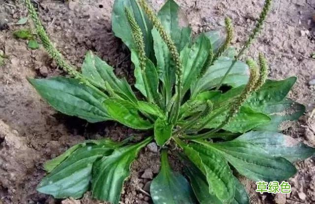 中国成语中的?植物，涨知识啦 萱老字怎么写