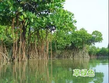 中国成语中的?植物，涨知识啦 萱老字怎么写