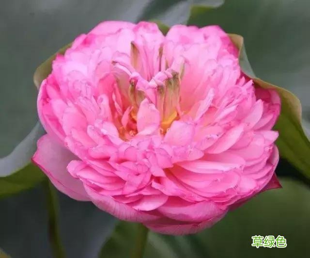 中国成语中的?植物，涨知识啦 萱老字怎么写