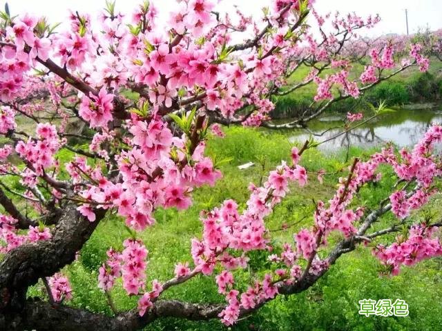中国成语中的?植物，涨知识啦 萱老字怎么写