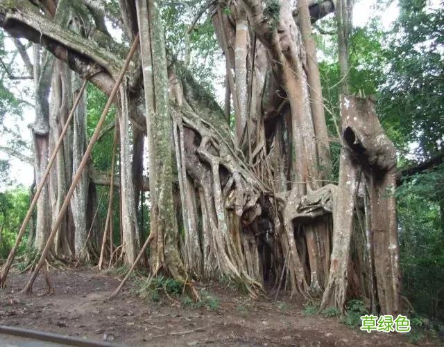 中国成语中的?植物，涨知识啦 萱老字怎么写