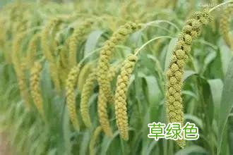 中国成语中的?植物，涨知识啦 萱老字怎么写