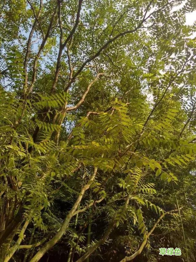 中国成语中的?植物，涨知识啦 萱老字怎么写