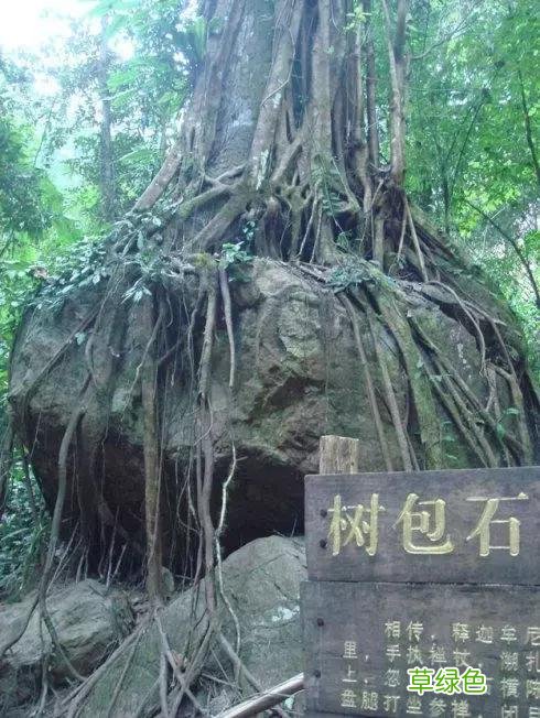 中国成语中的?植物，涨知识啦 萱老字怎么写