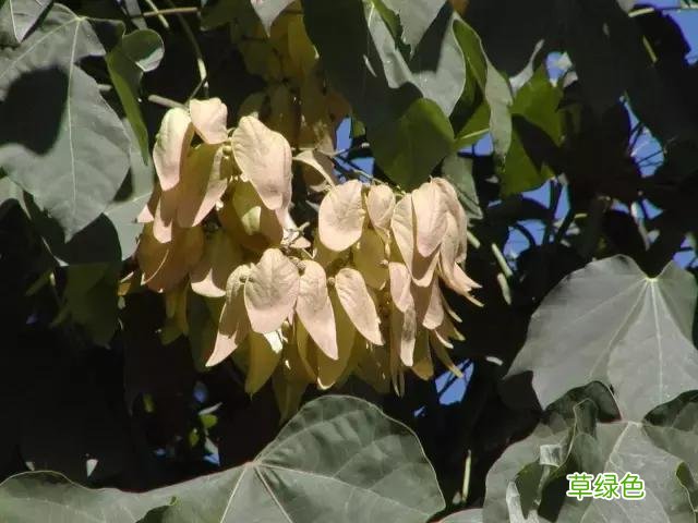 中国成语中的?植物，涨知识啦 萱老字怎么写