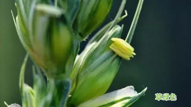 中国成语中的?植物，涨知识啦 萱老字怎么写
