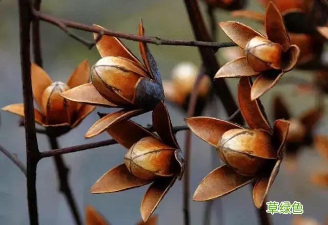 中国成语中的?植物，涨知识啦 萱老字怎么写