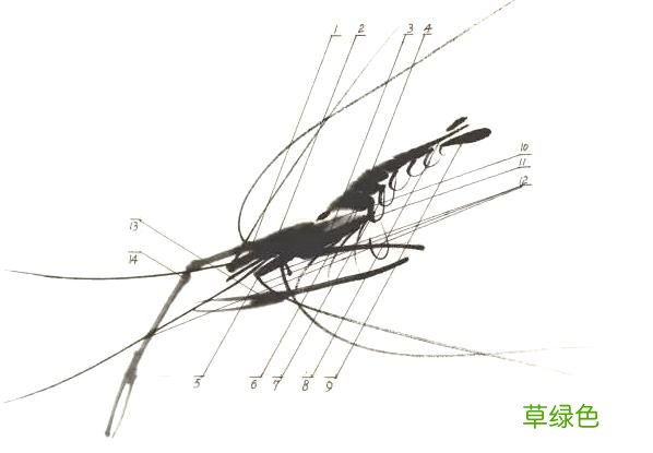超详细：中国画——虾的画法，先收藏慢慢看吧 虾的笔画怎么写