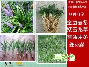 麦冬功效与作用的功效与作用 麦冬功效与作用