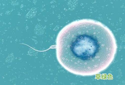 人工受孕价格 什么是人工受孕