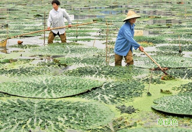 芡实的功效与作用禁忌和食用方法 芡实的功效与作用