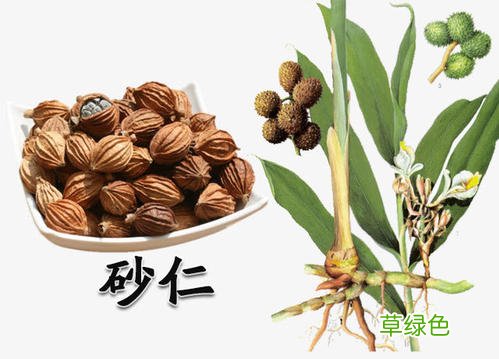 中药砂仁的功效 砂仁作用与功效