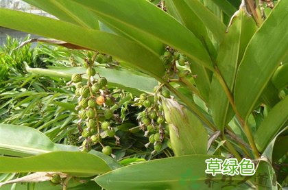 中药砂仁的功效 砂仁作用与功效