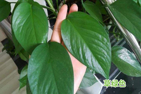 绿萝有啥用 绿萝作用与功效