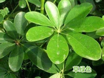 4种能开运、旺财的花草！你家有吗？ 开运树什么