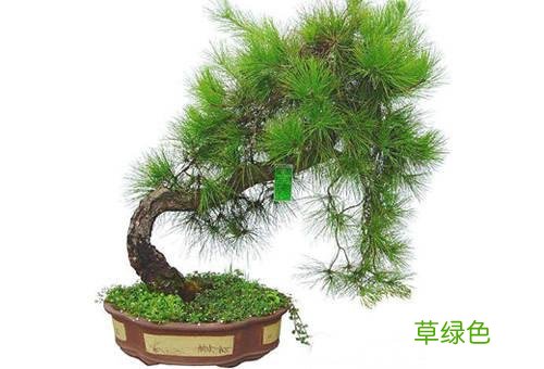4种能开运、旺财的花草！你家有吗？ 开运树什么