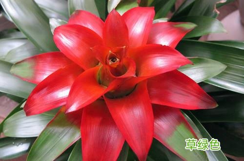 4种能开运、旺财的花草！你家有吗？ 开运树什么