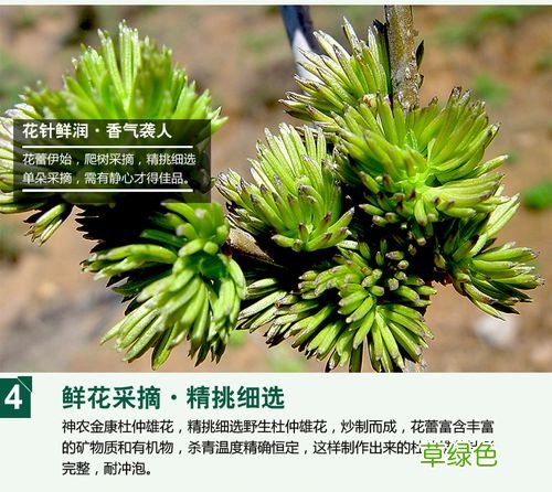 杜仲雄花每天服用多少克 杜仲雄花配方多少克