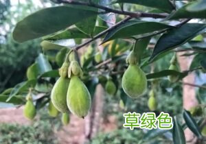 沉香种类与沉香图片大全