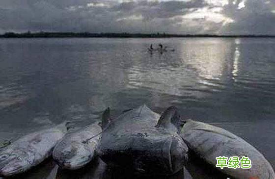塔盆沟的传说 一种鱼 李恩什么名字