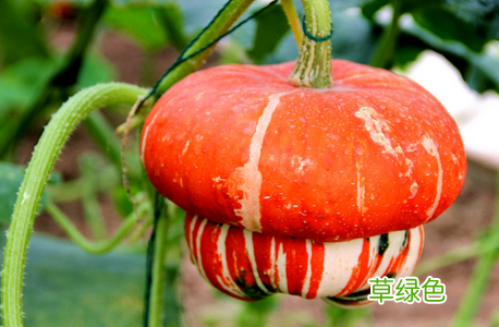 南瓜和什么不能一起吃牛肉 南瓜和什么不能一起吃
