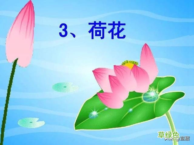 部编语文三下第3课《荷花》预习及课后练习题 瓣的笔顺怎么写