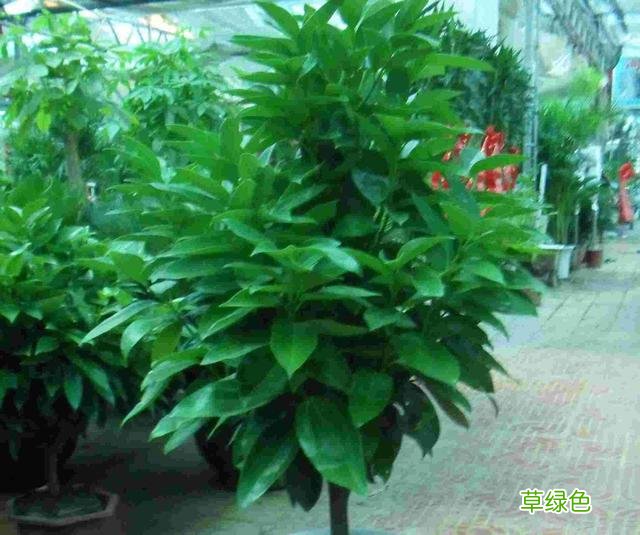 金猪报福年！找到属于你的“生肖花”，新的一年平安有好运！ 生肖养什么花