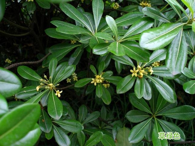 金猪报福年！找到属于你的“生肖花”，新的一年平安有好运！ 生肖养什么花
