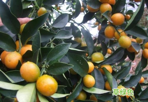金猪报福年！找到属于你的“生肖花”，新的一年平安有好运！ 生肖养什么花