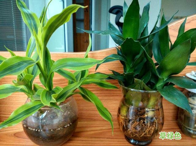 金猪报福年！找到属于你的“生肖花”，新的一年平安有好运！ 生肖养什么花