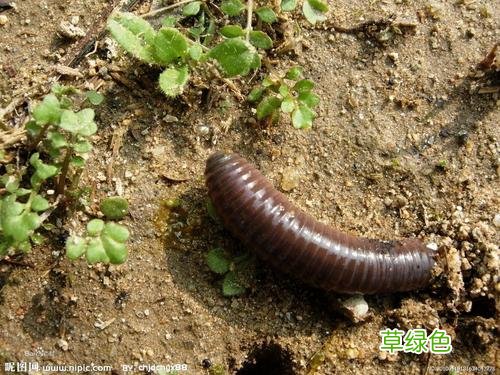 蚯蚓能做什么 蚯蚓作用与功效