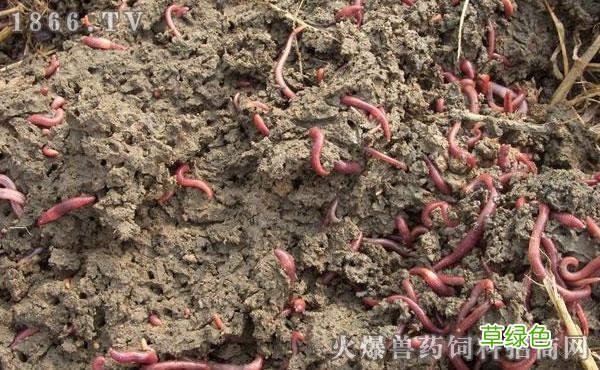 蚯蚓能做什么 蚯蚓作用与功效